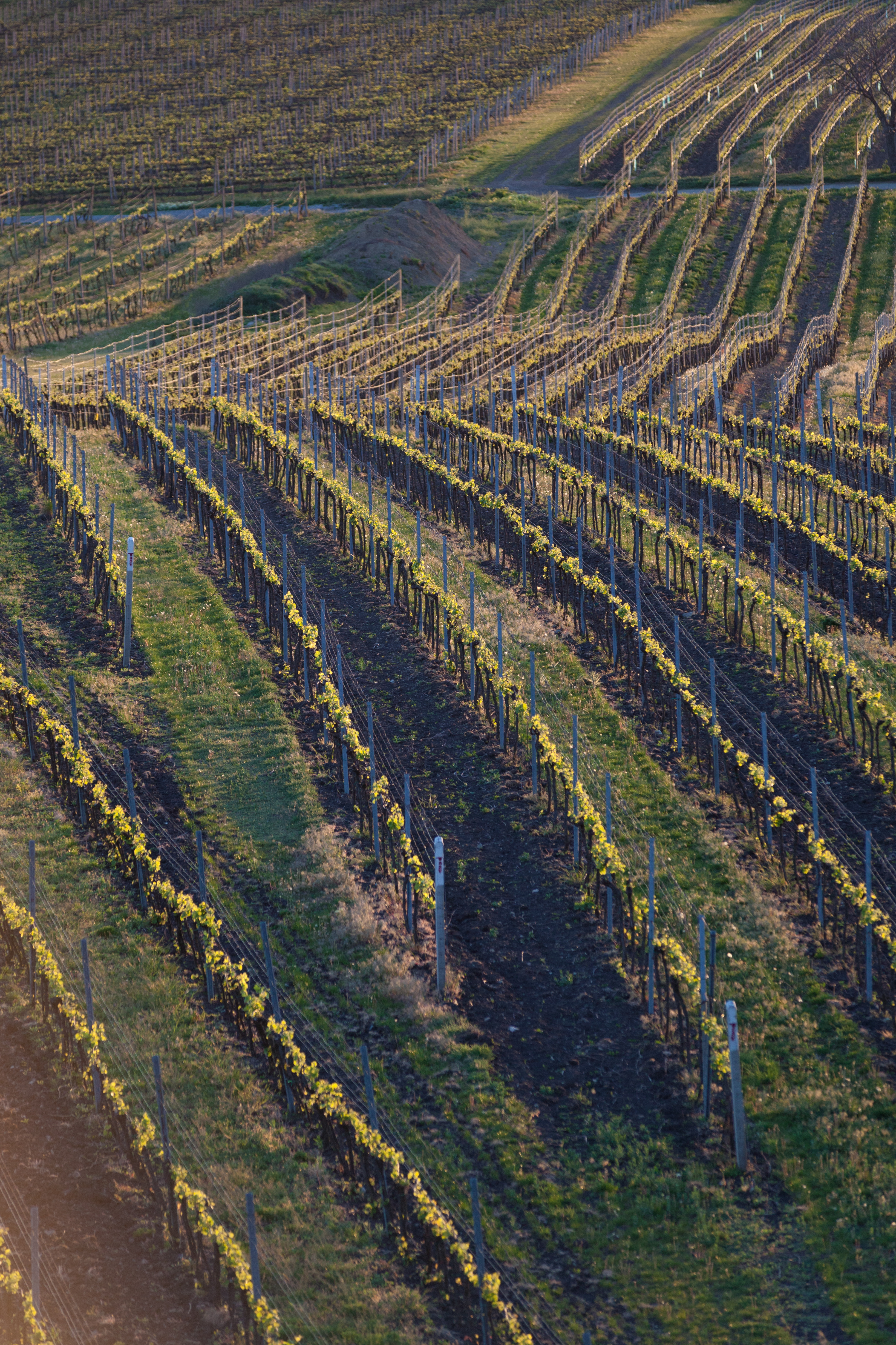 overhead view of vineyards in the Czech Republic